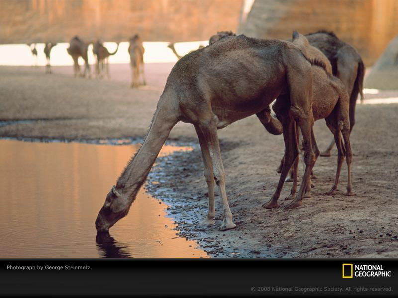 camel-watering-hole-steinmetz-525373-sw (Medium)