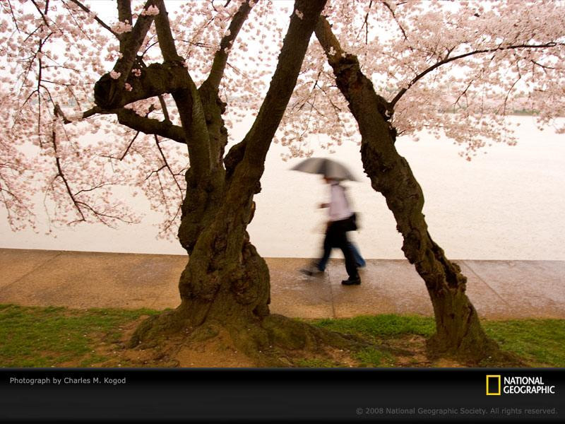 cherry-blossoms-and-tourists-1018001-sw (Medium)