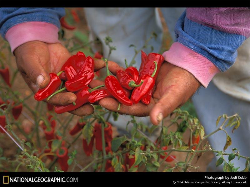 chili-peppers-734087-sw (Medium)