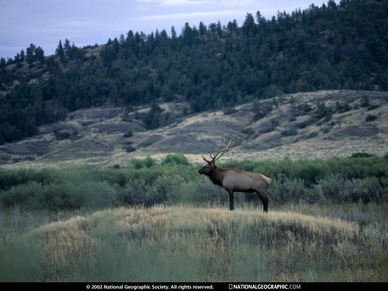 elk-refuge-518265-sw (Medium)