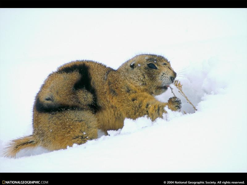 foraging-prairie-dog-517702-sw (Medium)