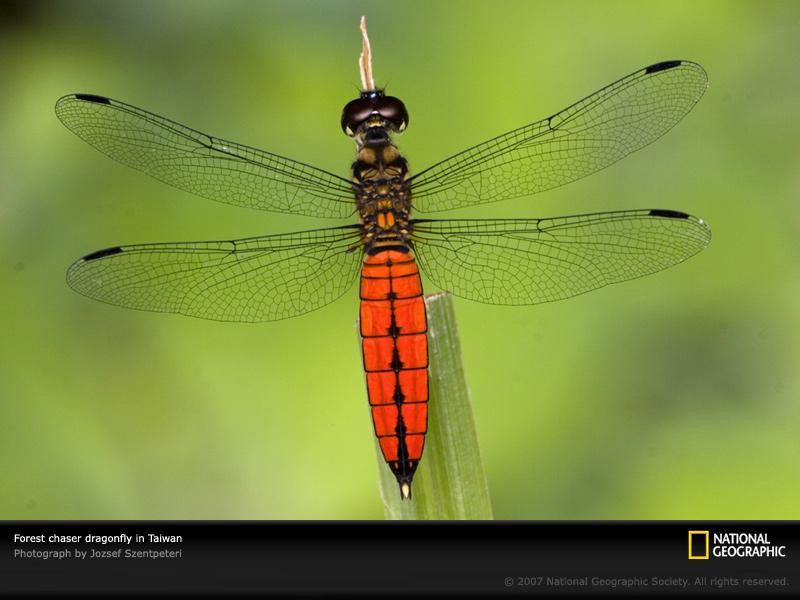 forest-chaser-dragonfly-1048389-sw (Medium)