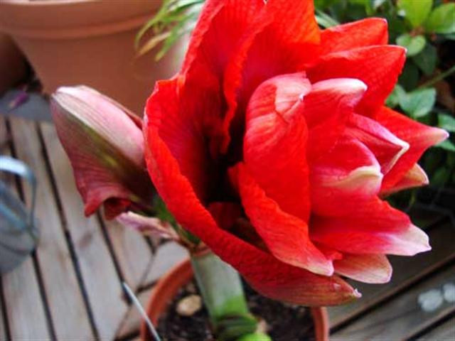 amaryllis2 (Small)