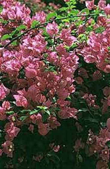 bougenvillea (Medium)