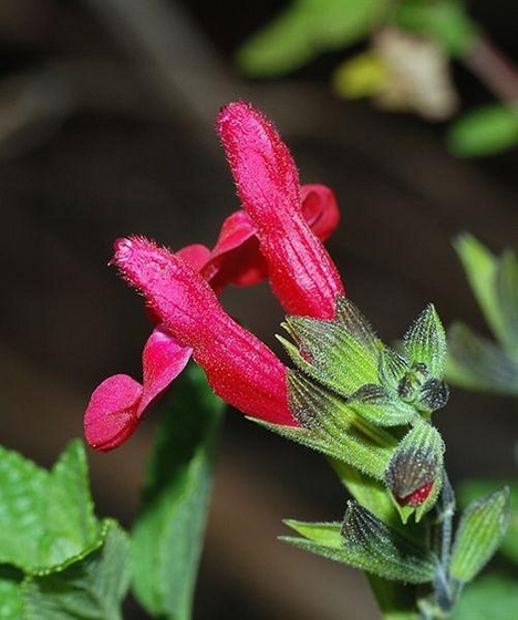 500px-Flowers February 2008-3 (Medium)