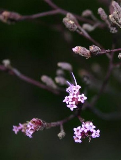 Tiny purple flowers (Medium)