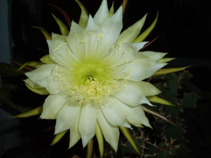 unknown trailing cactus flower (Medium)