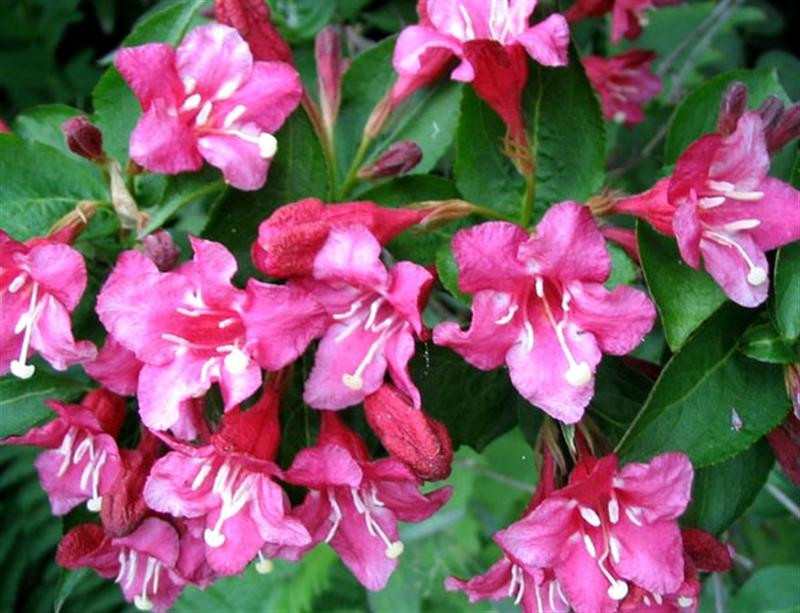 weigela-flower (Medium)