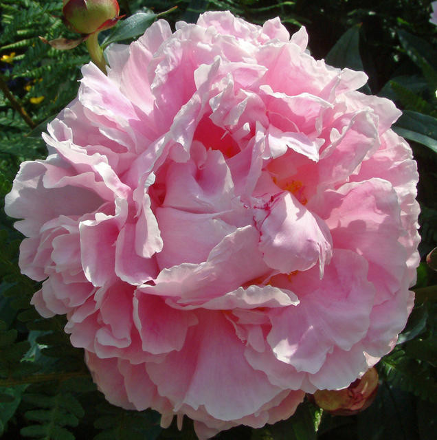 Peony1