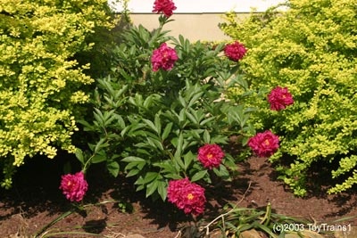 peony-2003-07