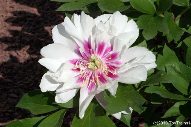 peony-2010-012