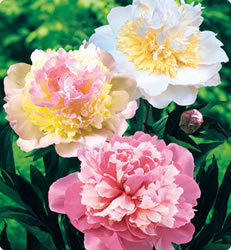 peony deluxetrio big