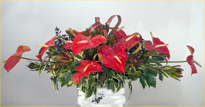 anthurium-center-22-cy-web (Medium)