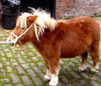 shetland pony 2