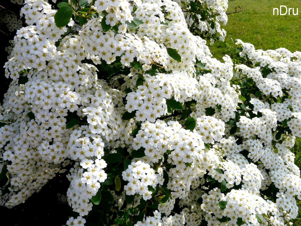 Spirea-ág