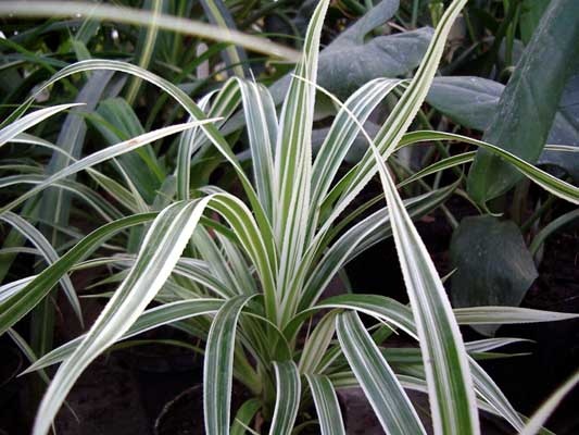 pandanus-vetchii1