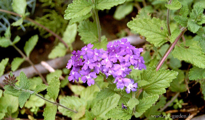 Verbena hybrida