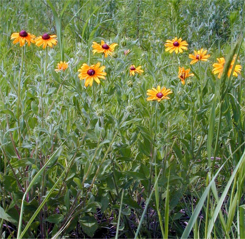 Rudbeckia hirta