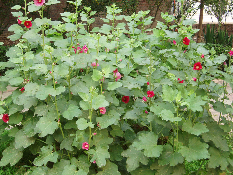 Althaea Rosea3