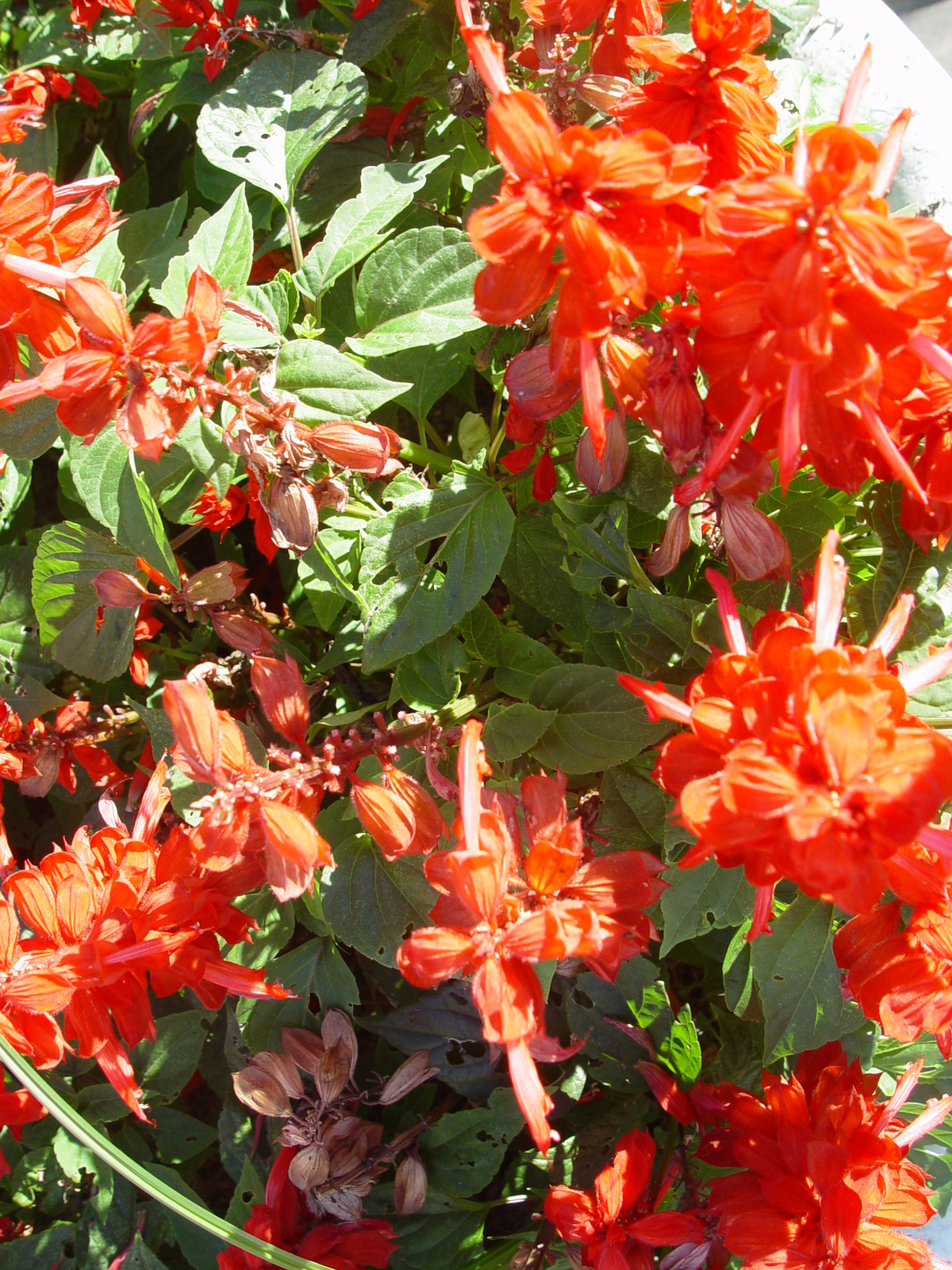 Salvia splendens