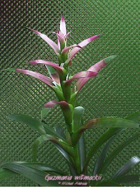 Guzmania wittmackii