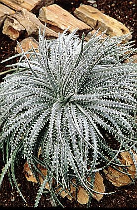 Dyckia fosteriana2