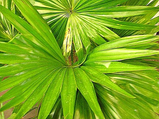 latania borbonica