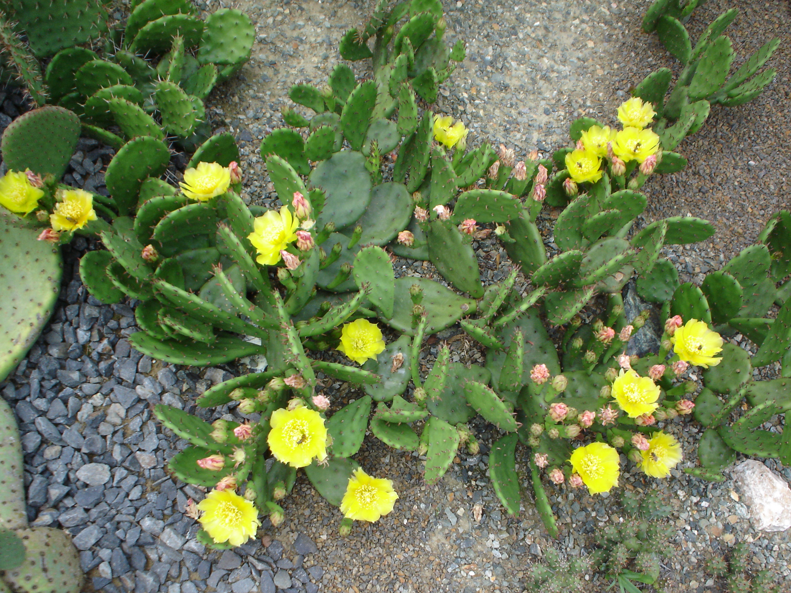 Opuntia humifusa