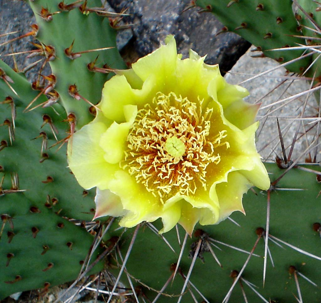 Opuntia