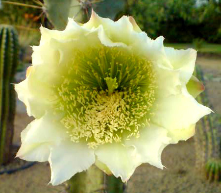 Cereus