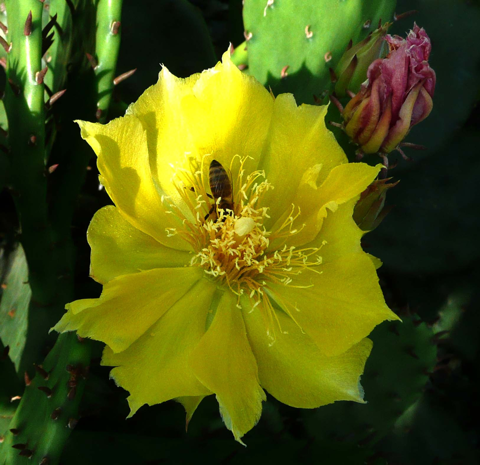 Opuntia16