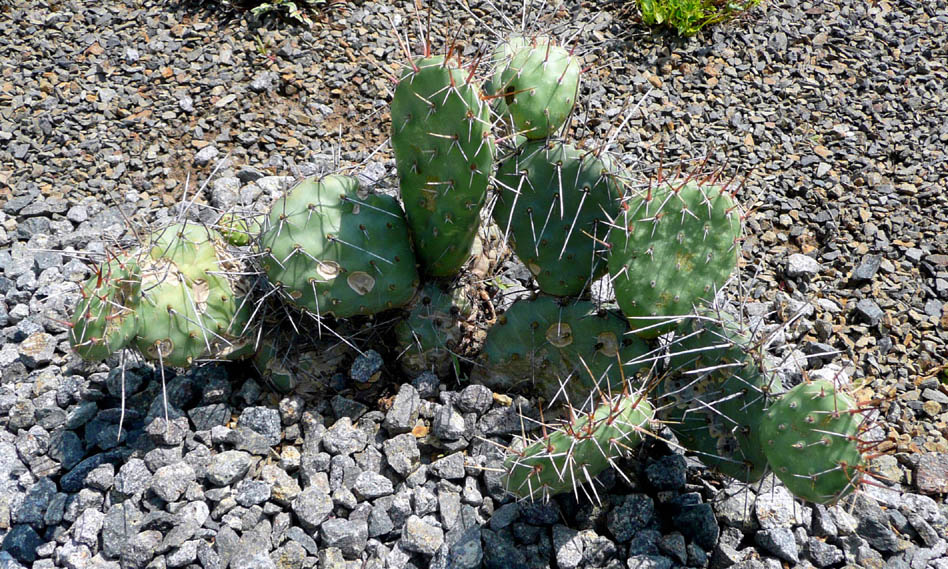 Opuntia fragilis var. fragilis