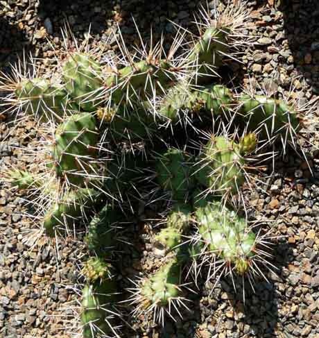 Opuntia fragilis var. oplocarpa