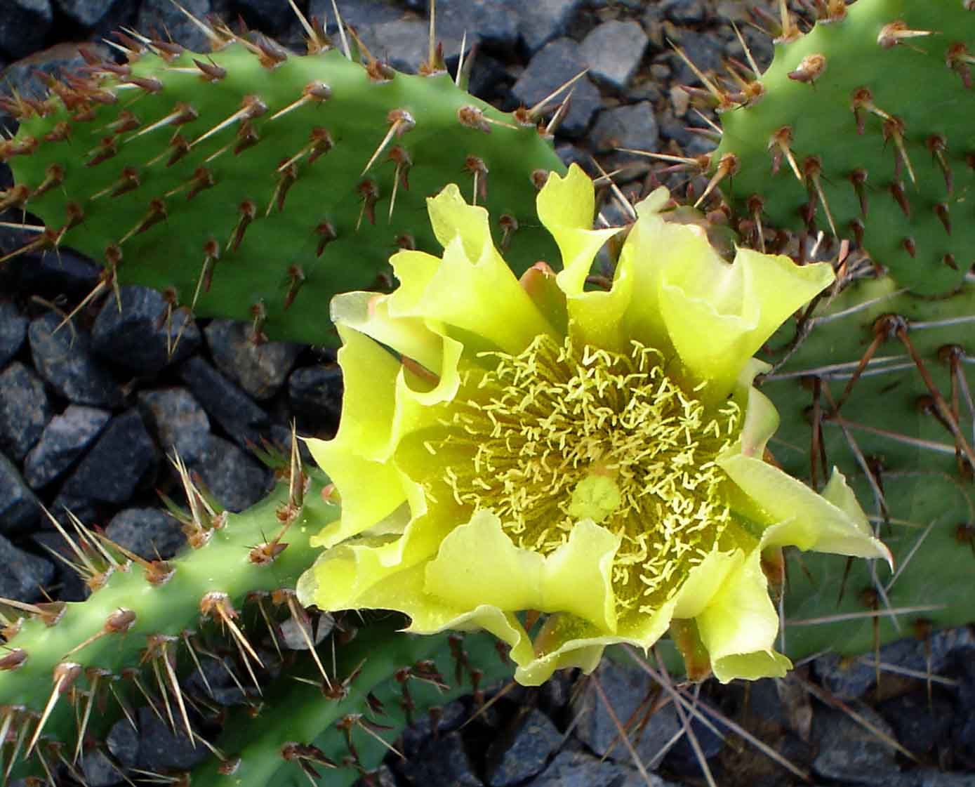 Opuntia phaeacantha camanchica