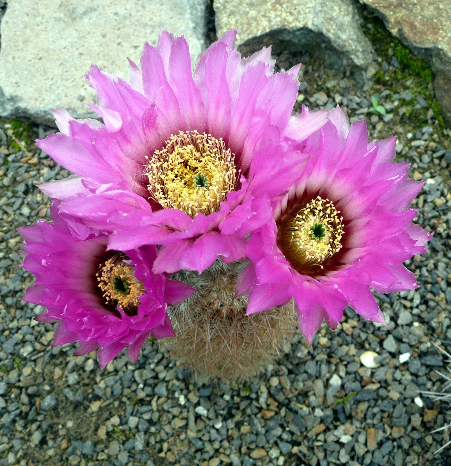 Echinocereus