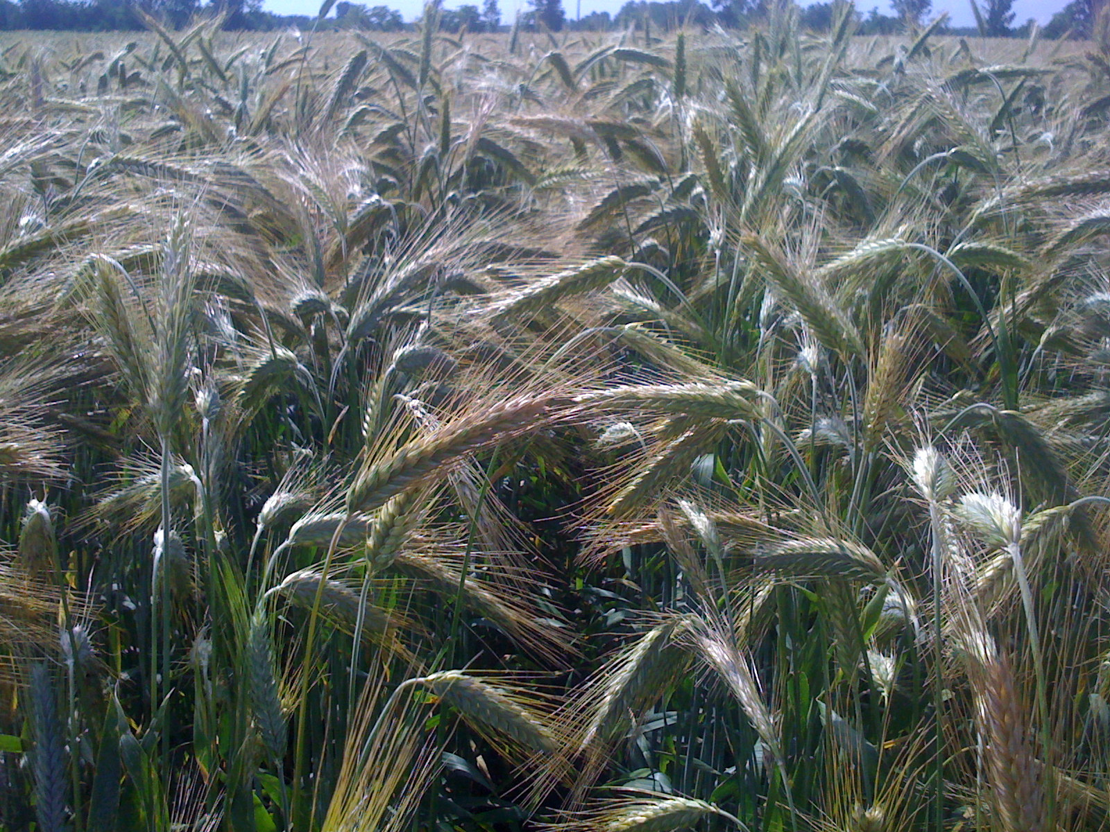 triticale