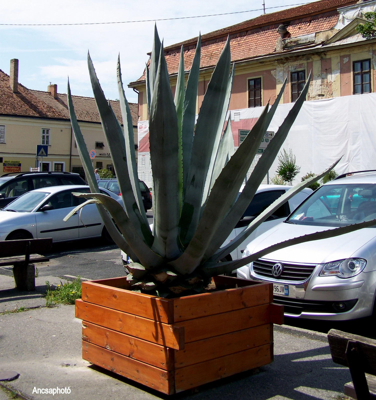 Aloe Vera