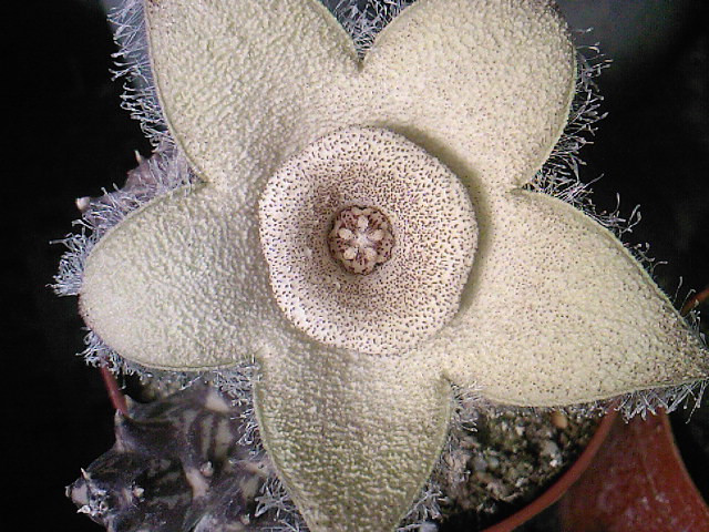 Orbea ciliata