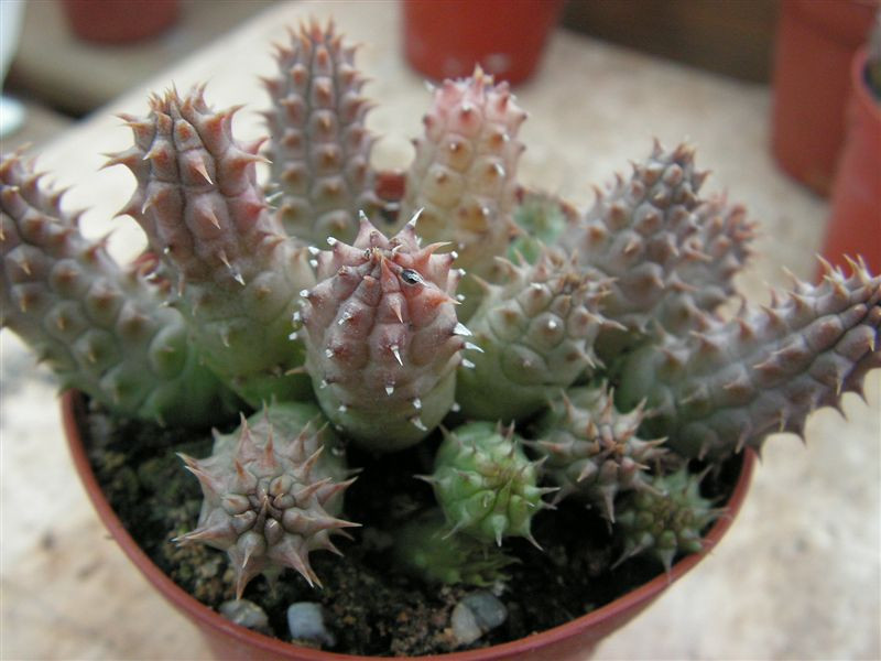 Huernia echidnopsioides