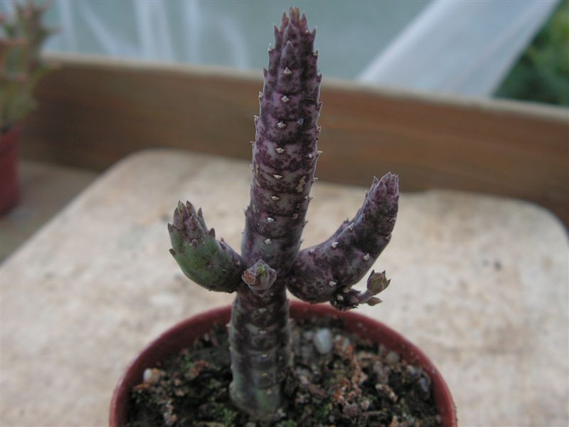 Stapelia similis