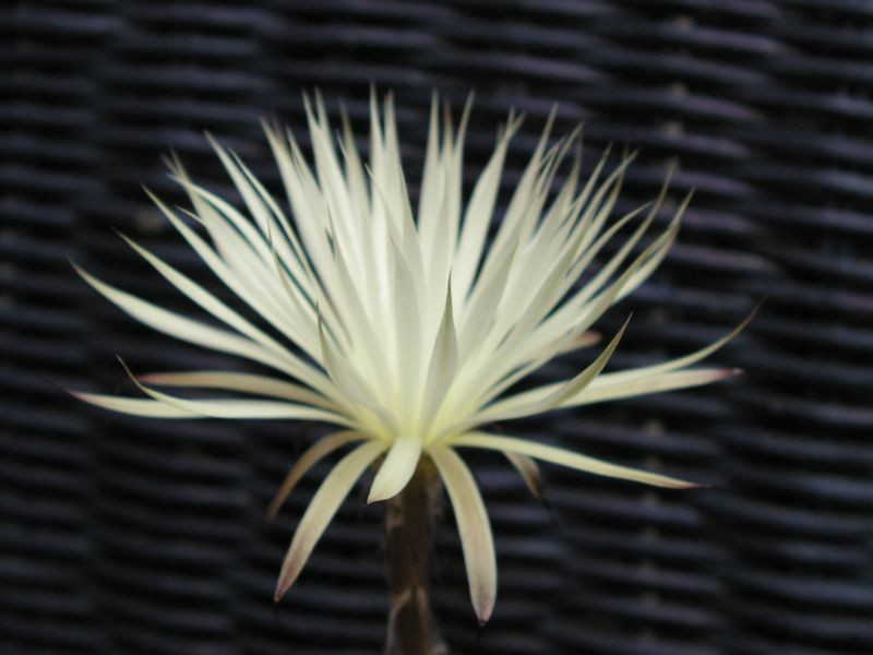 Setiechinopsis mirabilis