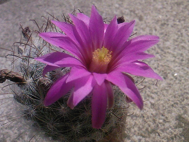 Mammillaria guelzoviana