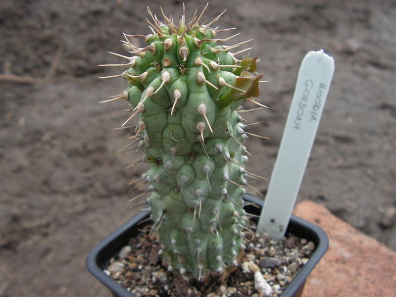 Hoodia gordonii