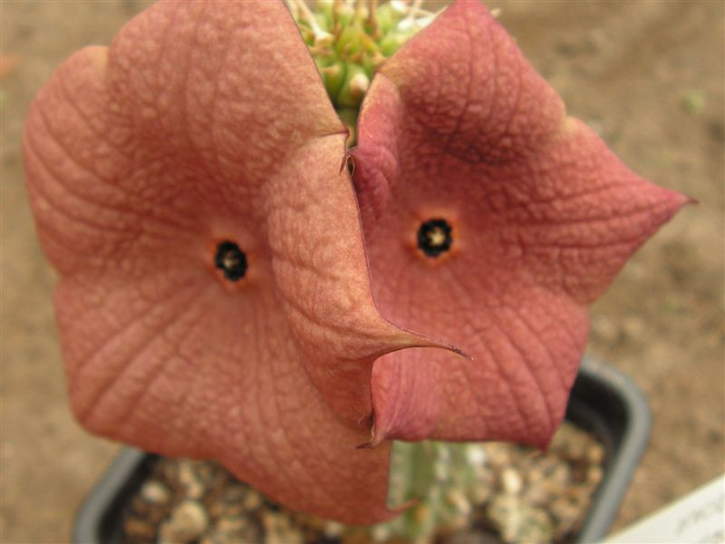 Huernia gordonii