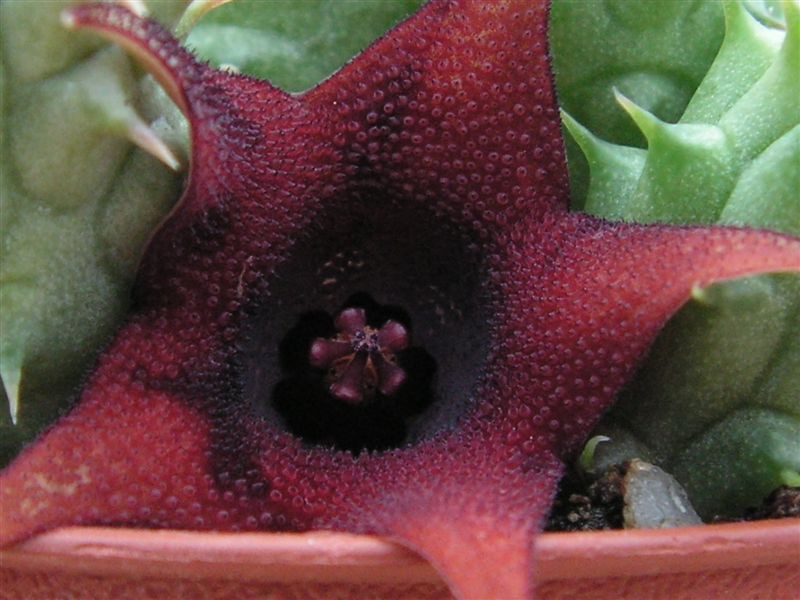 Huernia echidnopsioides