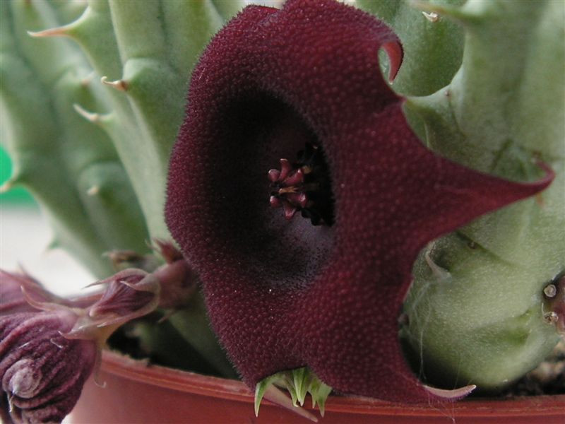 Huernia schneiderana