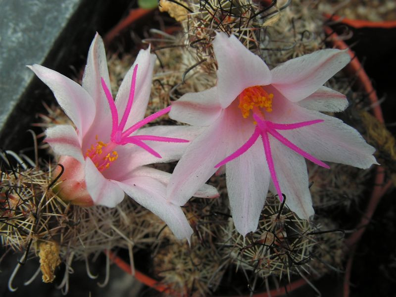 Mammillaria yaguensis