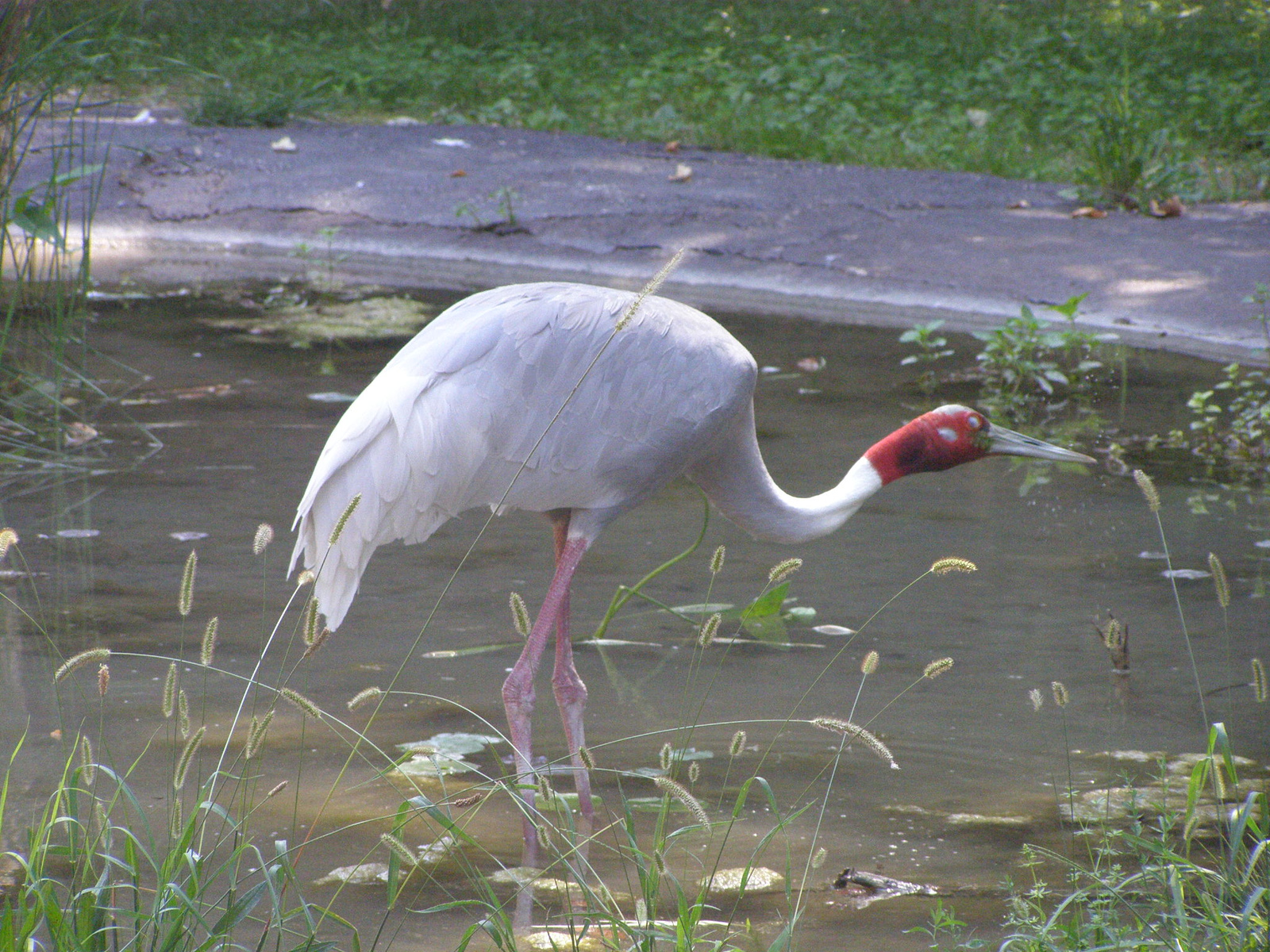 Flamingó-Garda tó