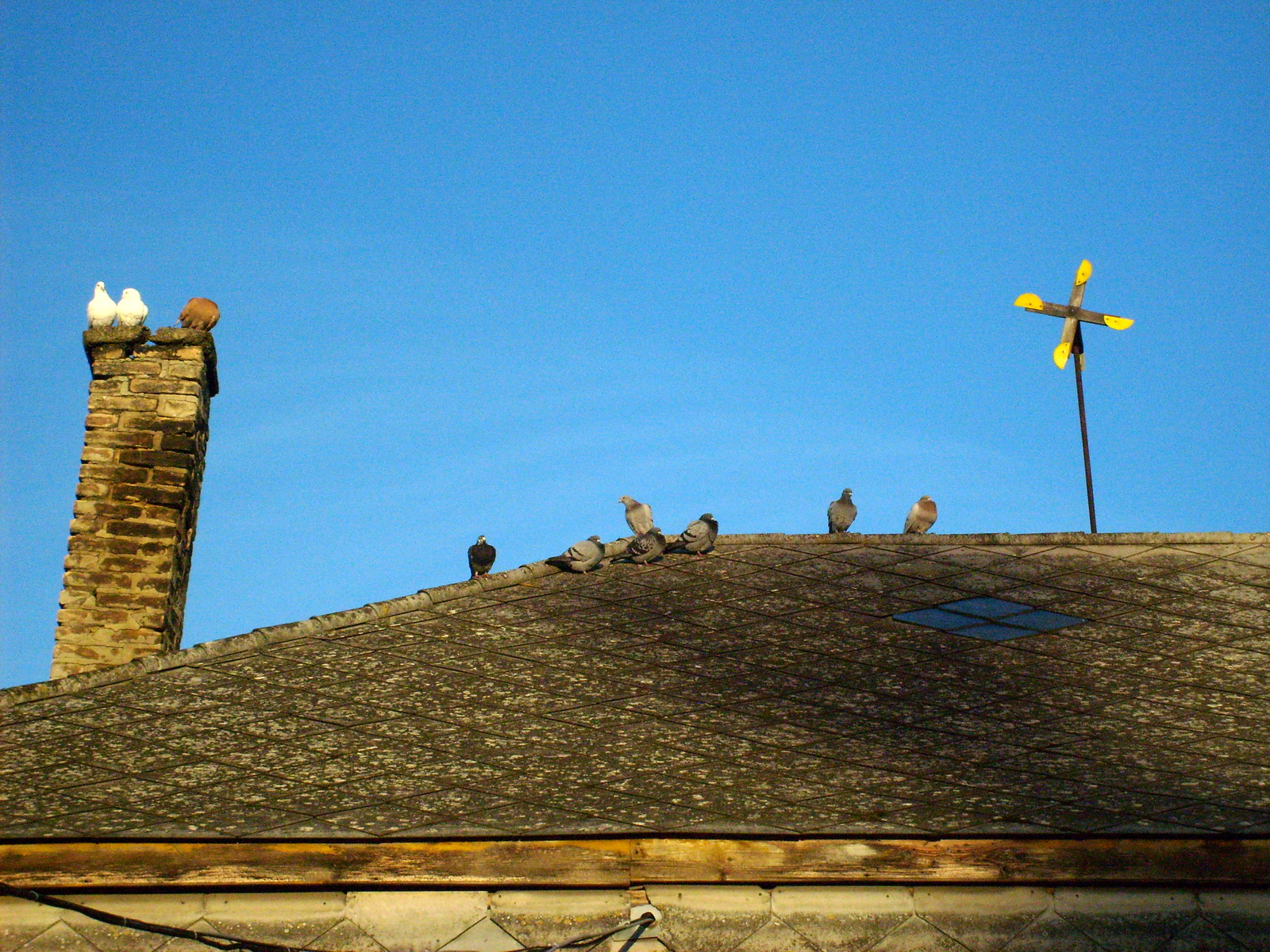 galambok a tetőn
